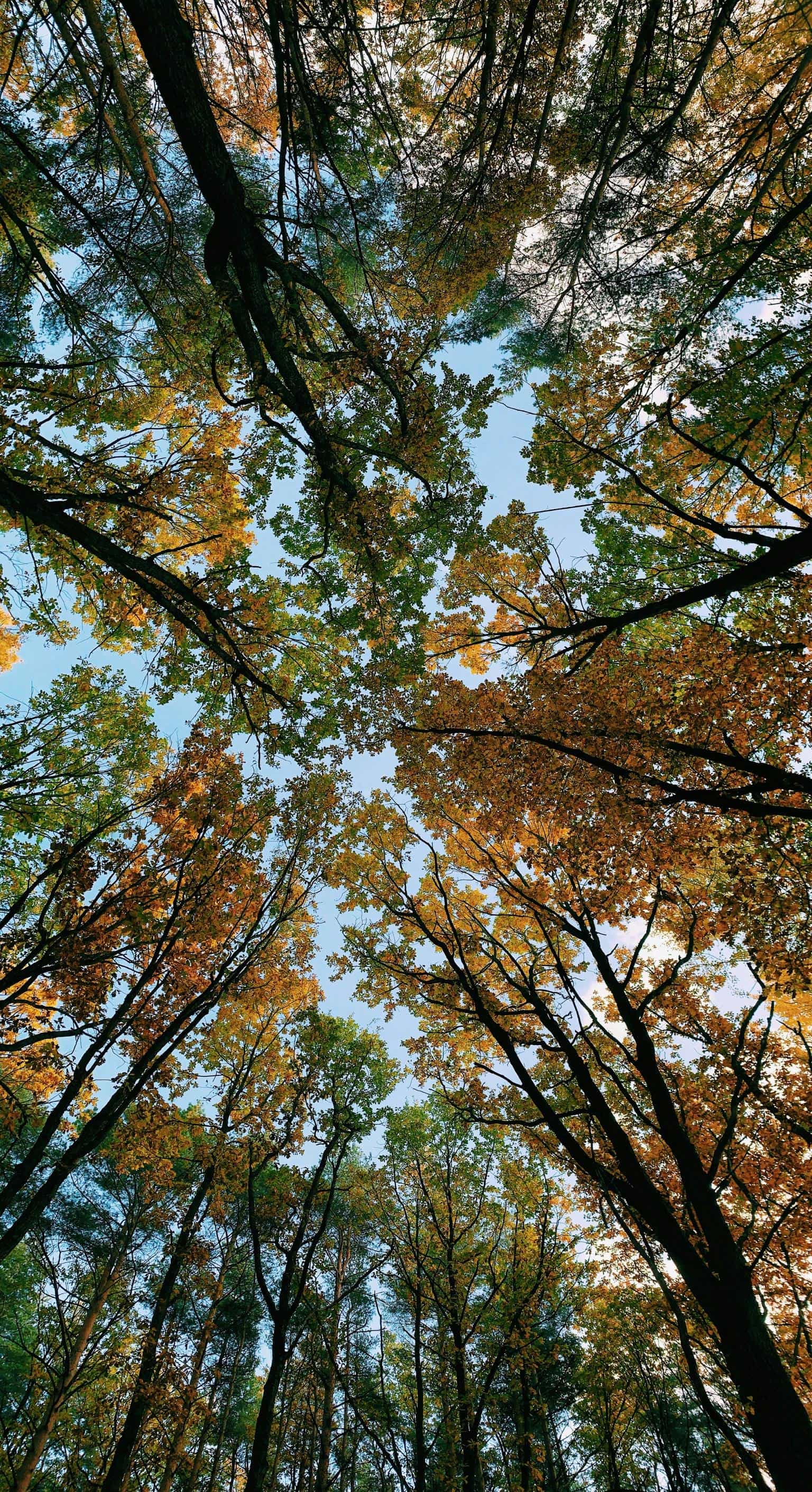 tree